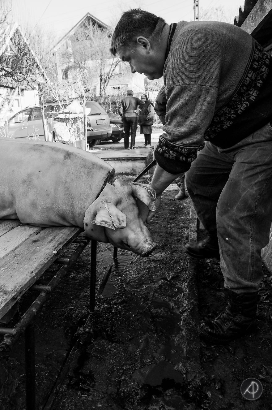 The Last Pig Of Them All - Ignatius In Romania