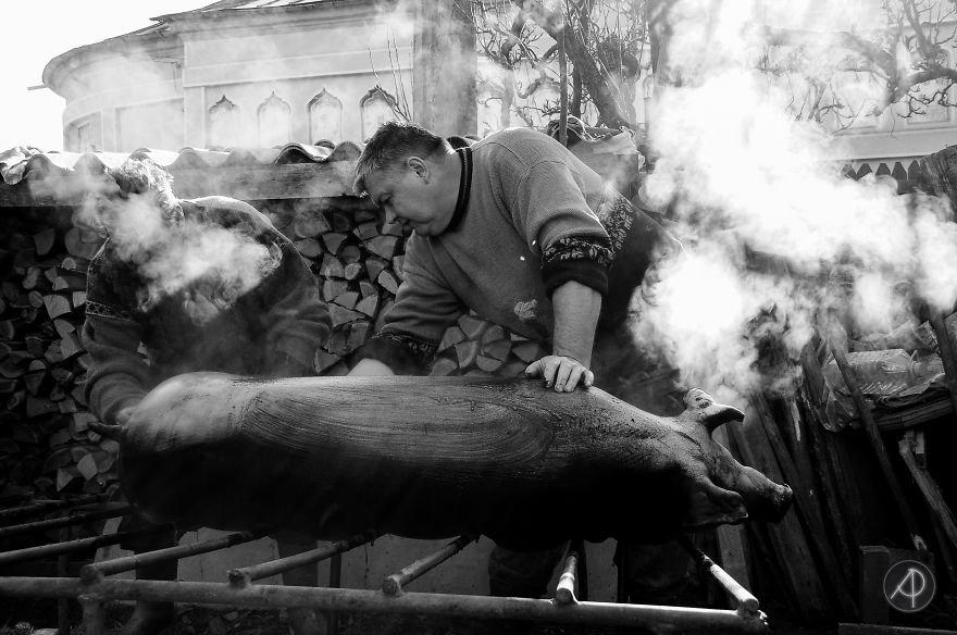 The Last Pig Of Them All - Ignatius In Romania