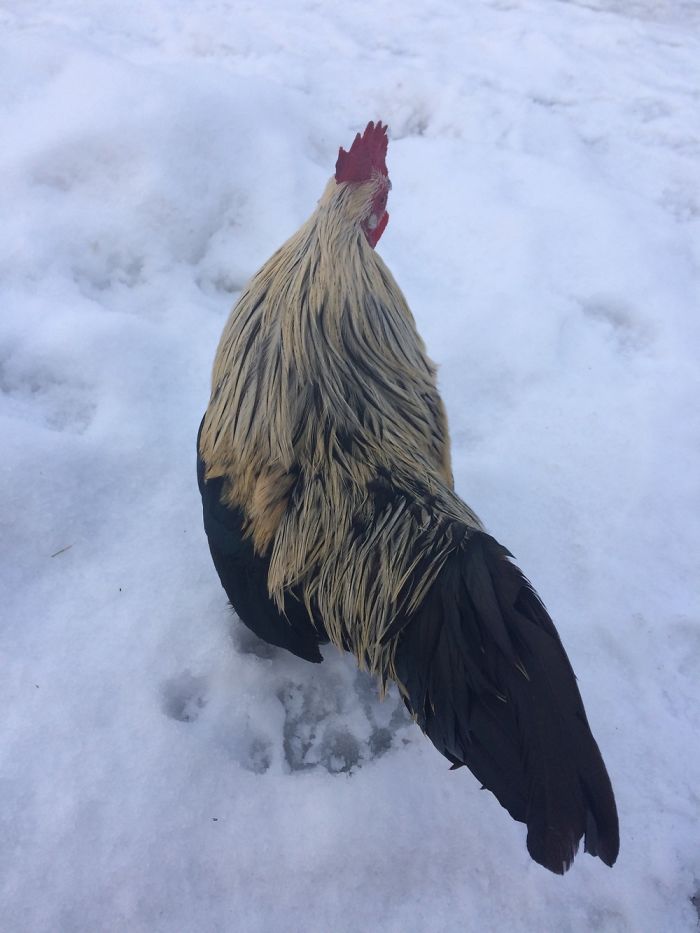 Some People Walk Their Dog, I Walk My Rooster...