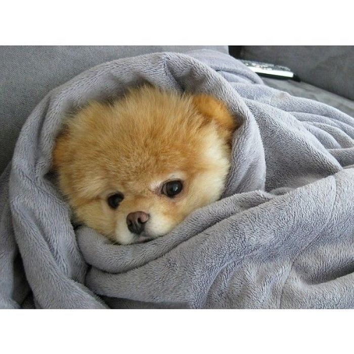 Adorable Dogs