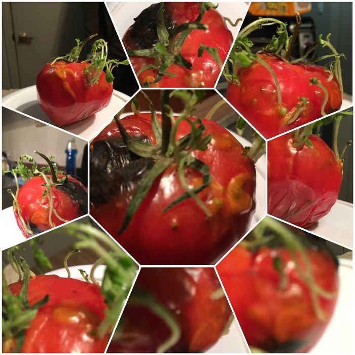 Weird Tomato