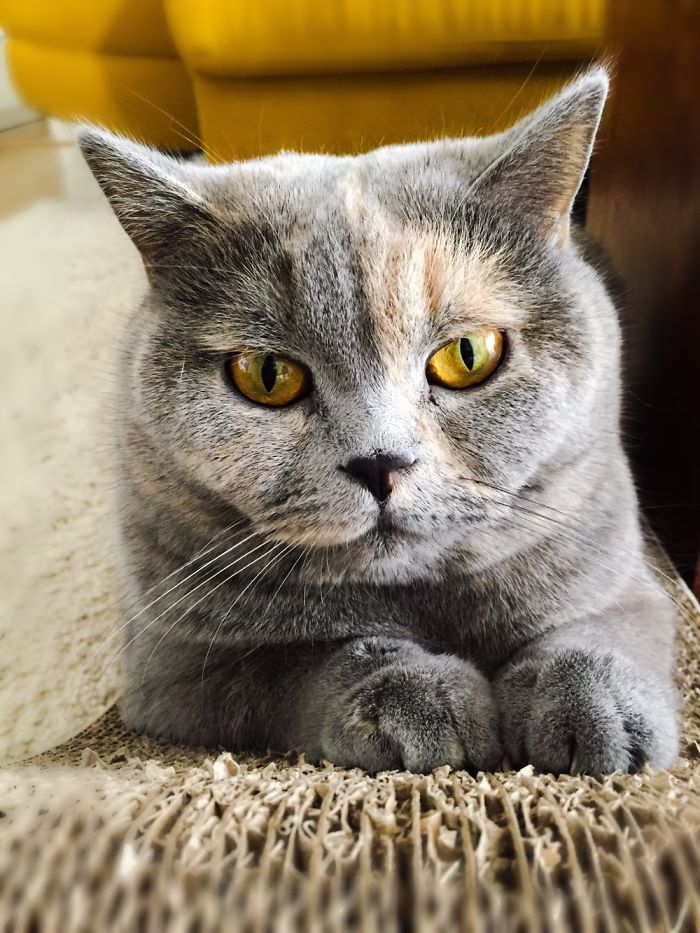 Magical Eyes