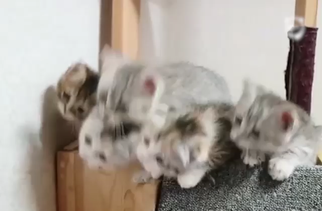 Purrfect Sync