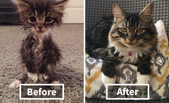 “Kangaroo” Kitten Born Without Elbow Joints Was The Smallest And Weakest Of The Litter, Look At Her Now