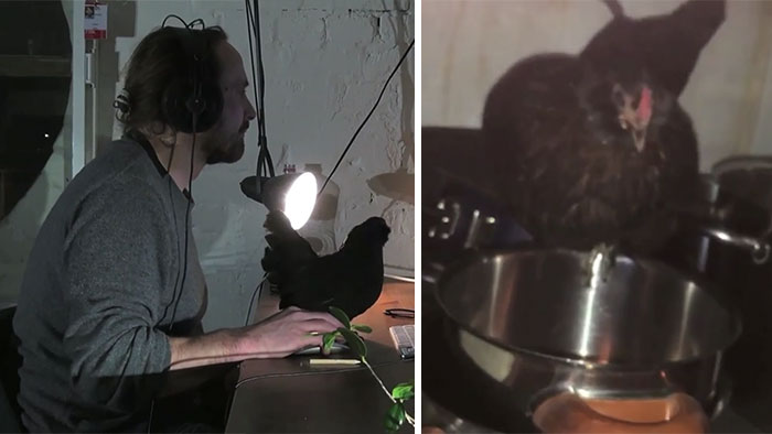 Man Loses His Pet Chicken, Finds Her In The Pan Next Day