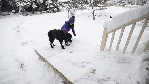 Mailman Builds A Ramp So His Old Dog Friend Could Still Greet Him When He Comes