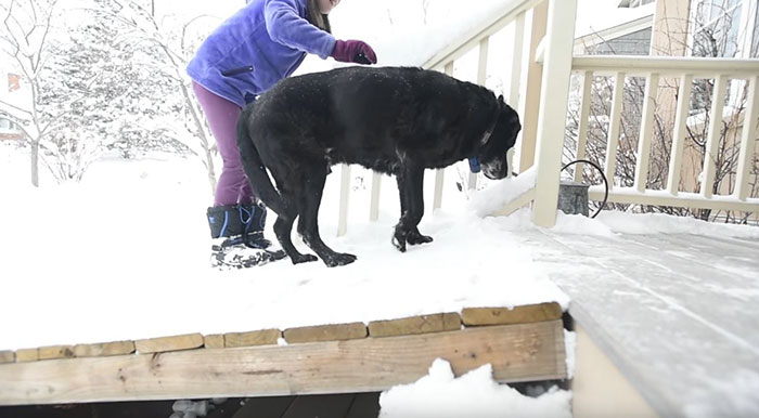 Mailman Builds A Ramp So His Old Dog Friend Could Still Greet Him When He Comes