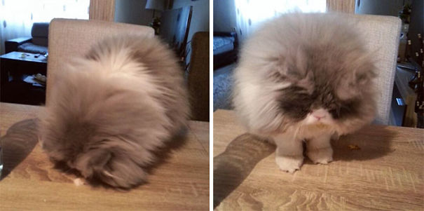 Is This A Cat Or A Sheep?