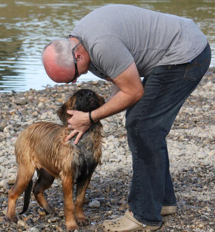 When This Man Adopted 45 Shelter Dogs, He Soon Realized They Deserve Better, So He Did Something Amazing