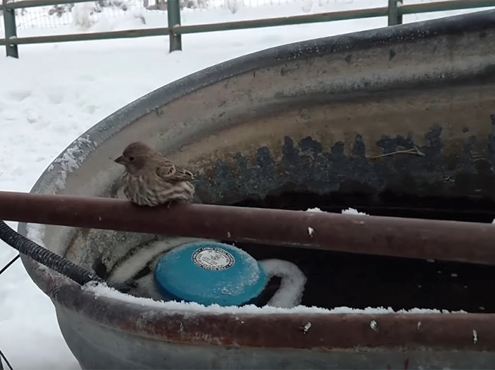Man Rescues Frozen Bird With His Breath