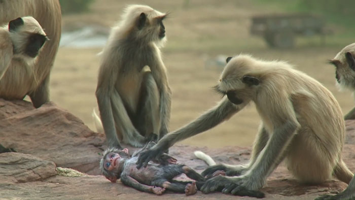People Are Crying Over This Video Of Monkeys Accidentally Killing A Robot Monkey And Then Mourning For It