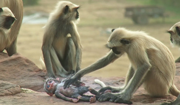 People Are Crying Over This Video Of Monkeys Accidentally Killing A Robot Monkey And Then Mourning For It
