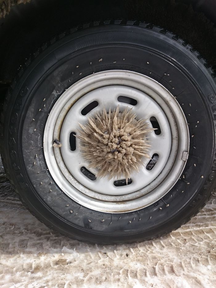 The Slush On My Car Tire Froze Into A Circle Of Spikes