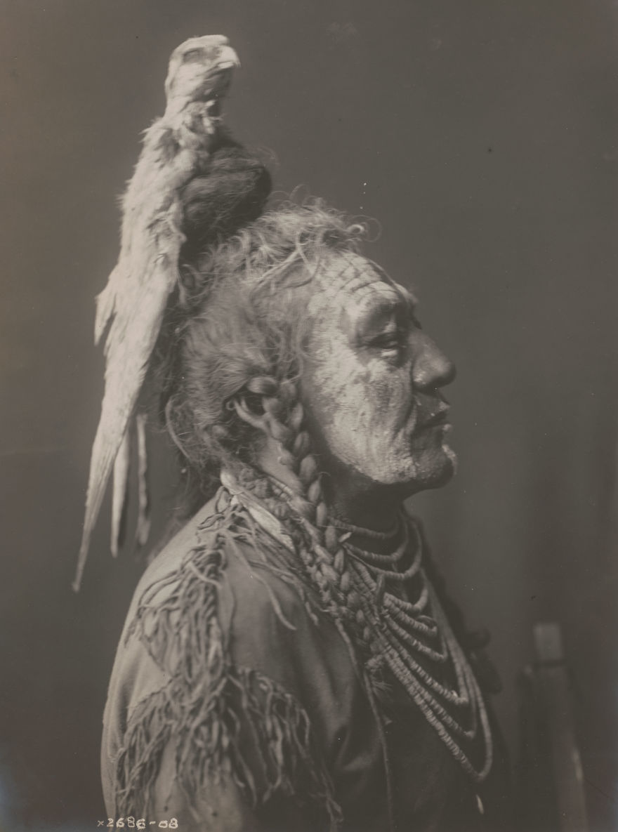 Apsaroke Man Wearing Medicine Hawk Headdress, 1908
