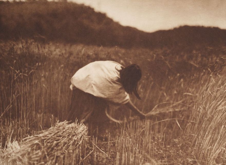 An Apache Woman Reaps Grain, C. 1910