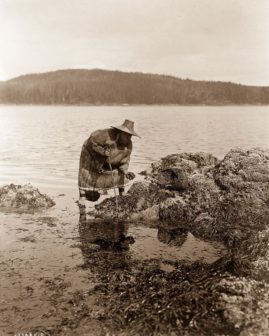 A Kwakiutl Gatherer Hunts Abalones In Washington, 1910