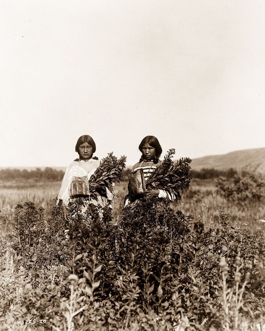 Piegan Girls Gather Goldenrod, 1910