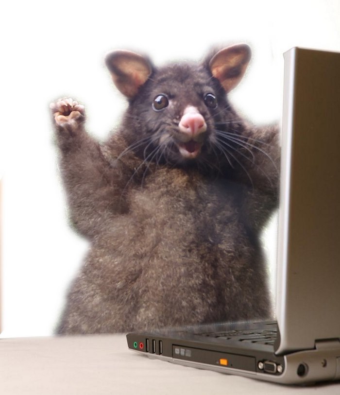 First Day On The Internet Possum
