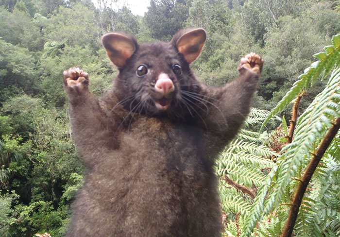 This Optimistic Possum Just Sparked A Hilarious Photoshop Battle