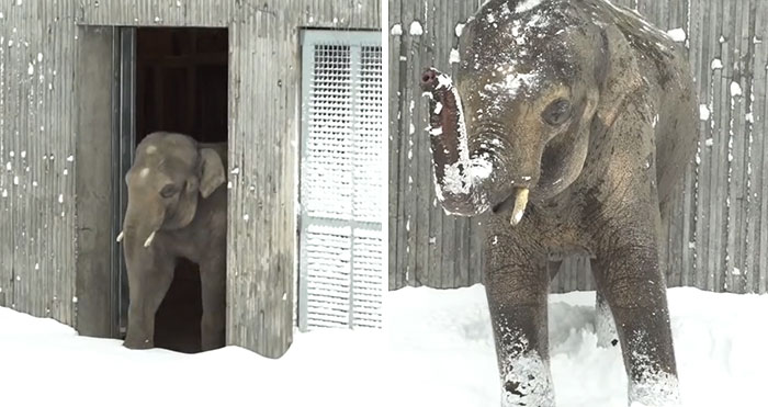 Snow Shuts Down Oregon Zoo, So Worker Skis To Check On Animals And This Is What He Finds