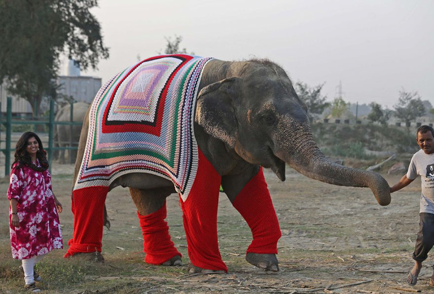 People Are Knitting Giant Sweaters For Rescued Elephants To Protect Them From Cold