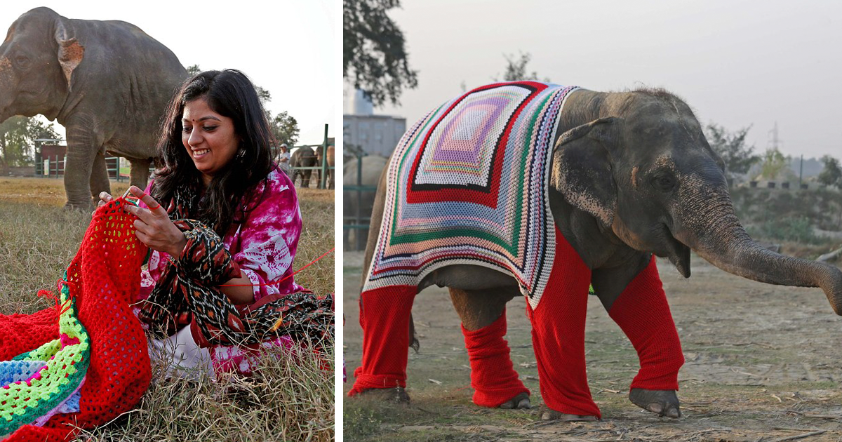personificering have justering People Are Knitting Giant Sweaters For Rescued Elephants To Protect Them  From Cold | Bored Panda