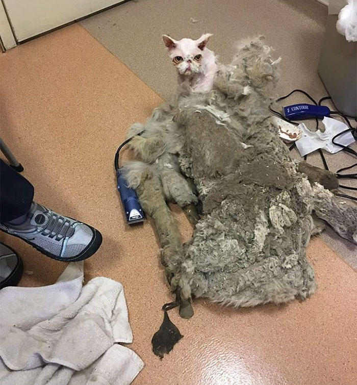 Cat Who Was Carrying More Than Half Of His Weight In Matted Fur Goes Through Incredible Transformation