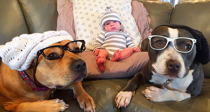 Family Of Pets Are Totally Obsessed With Their Baby Brother, And Watch Over  Every Step He Takes | Bored Panda