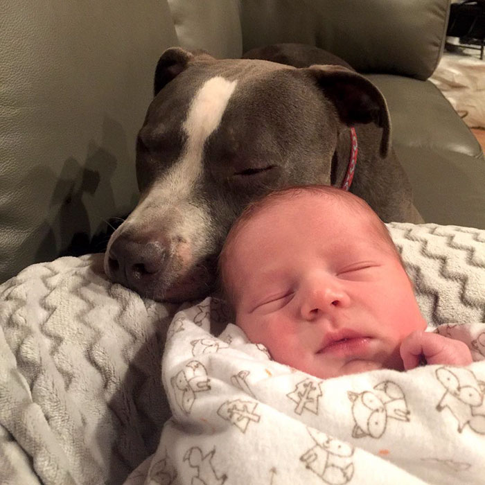 Family Of Pets Are Totally Obsessed With Their Baby Brother, And Watch Over Every Step He Takes