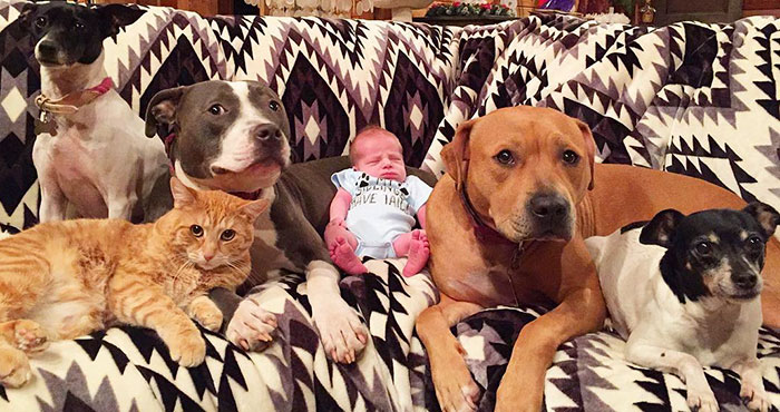Family Of Pets Are Totally Obsessed With Their Baby Brother, And Watch Over Every Step He Takes