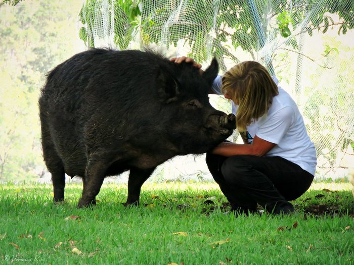 pig-spends-twelve-years-tiny-stall-edna-13