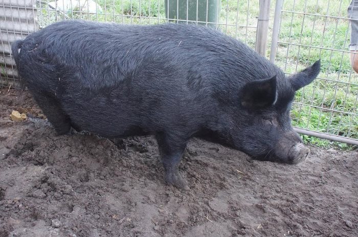 pig-spends-twelve-years-tiny-stall-edna-6