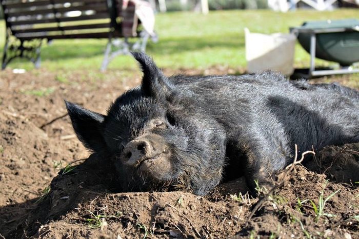 pig-spends-twelve-years-tiny-stall-edna-7