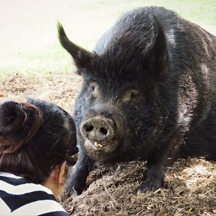 After Spending 12 Years In A Tiny Stall, This Pig Finally Found Someone Who Loves Her