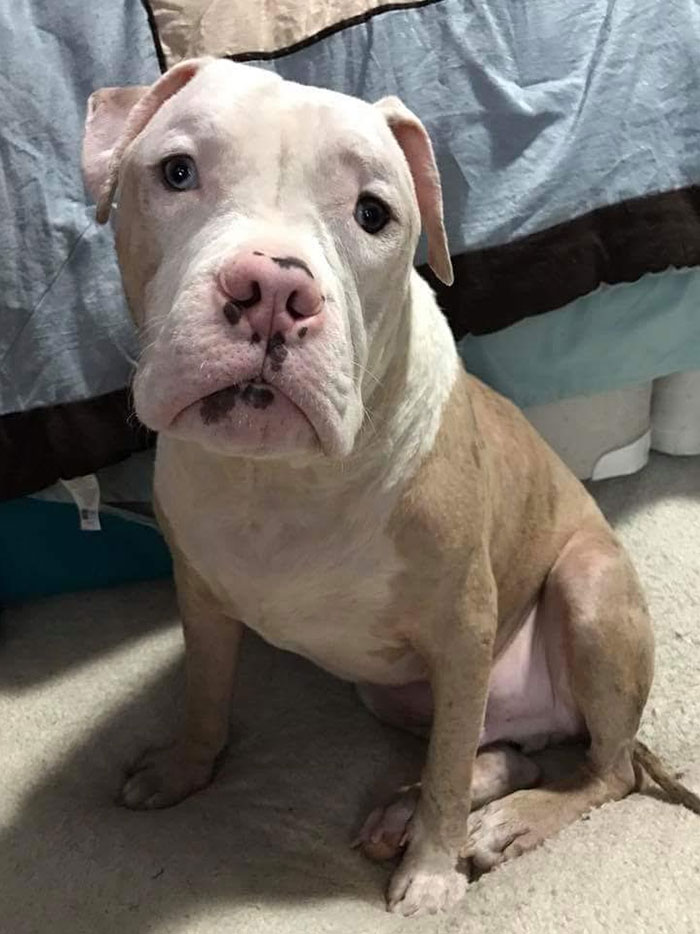 "Ugly" Puppy Stung By 1000s Of Bees Gets Abandoned By His Owners, Until One Woman Sees His Beauty