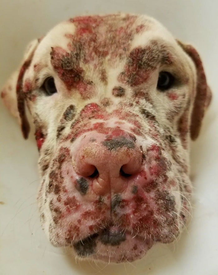 "Ugly" Puppy Stung By 1000s Of Bees Gets Abandoned By His Owners, Until One Woman Sees His Beauty