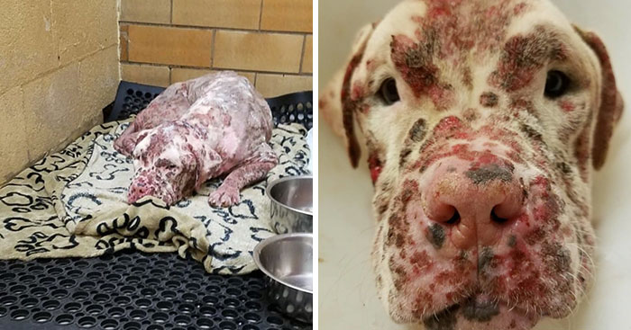 “Ugly” Puppy Stung By 1000s Of Bees Gets Abandoned By His Owners, Until One Woman Sees His Beauty