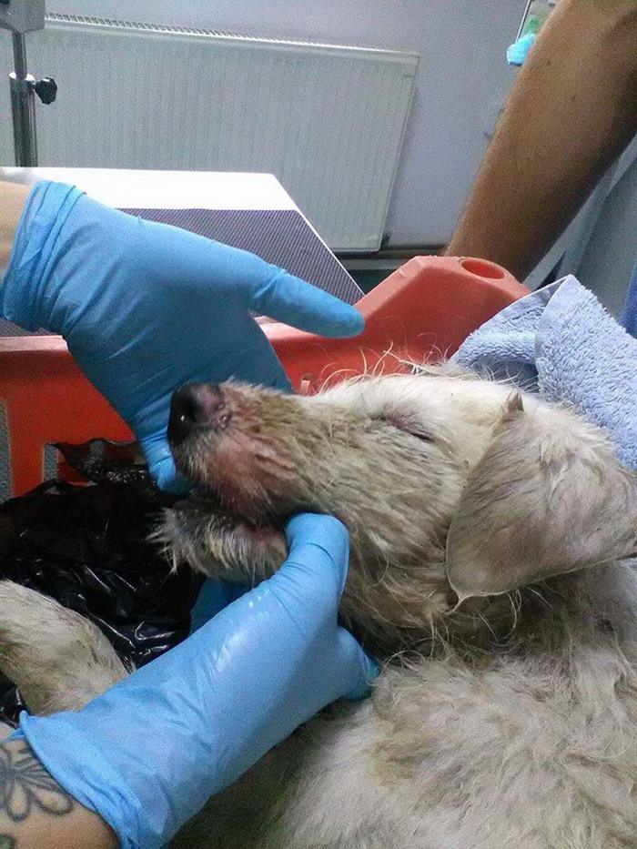 Puppy Found Tied In A Plastic Bag Was Going To Die, Until These People Stepped In