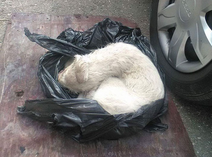 Puppy Found Tied In A Plastic Bag Was Going To Die, Until These People Stepped In