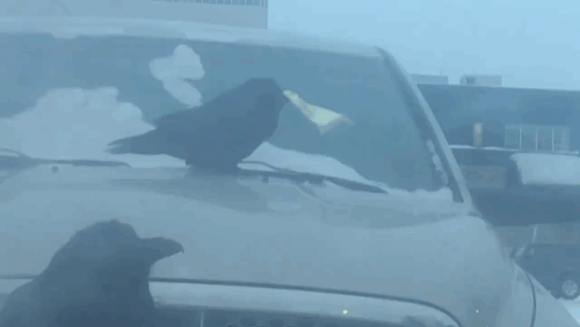 raven-eats-parking-ticket-2