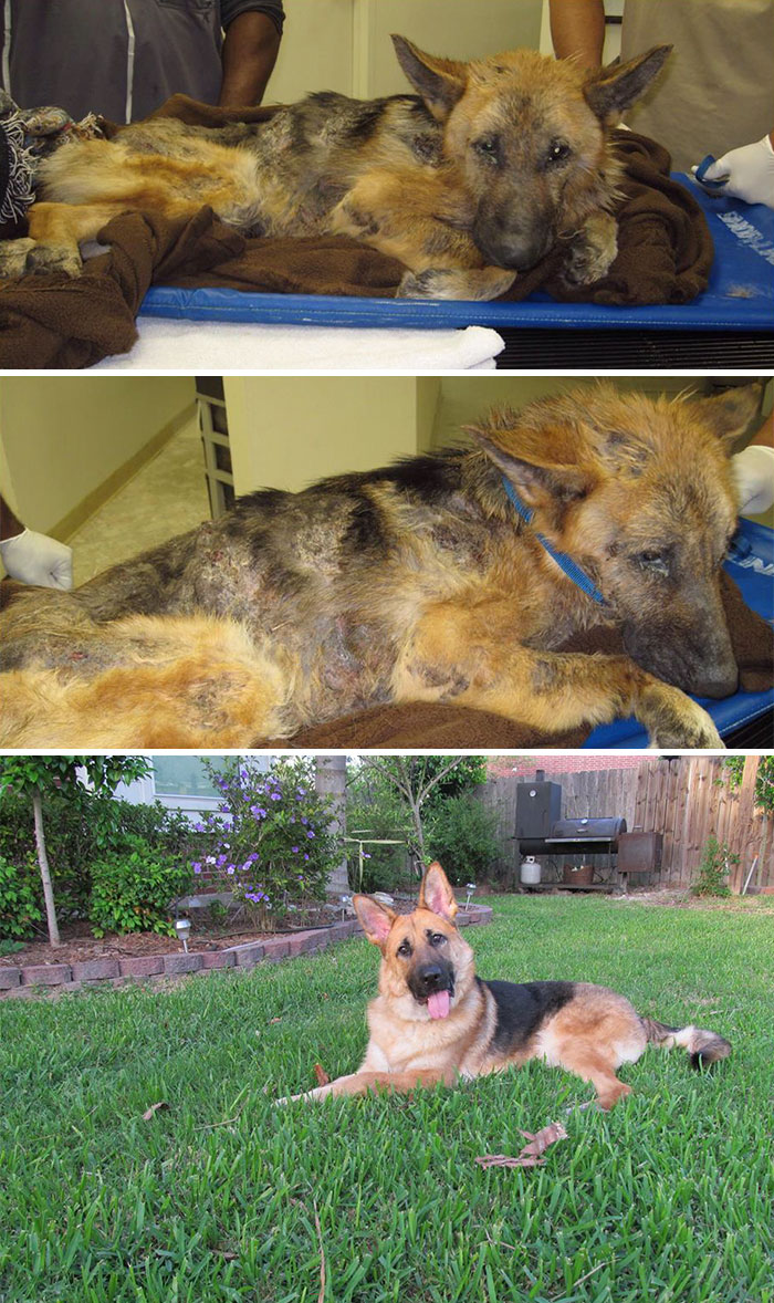 My Dog's Vet Rescued A Severely Neglected Dog Named Max. This Is How He Looks Before And After Rescue