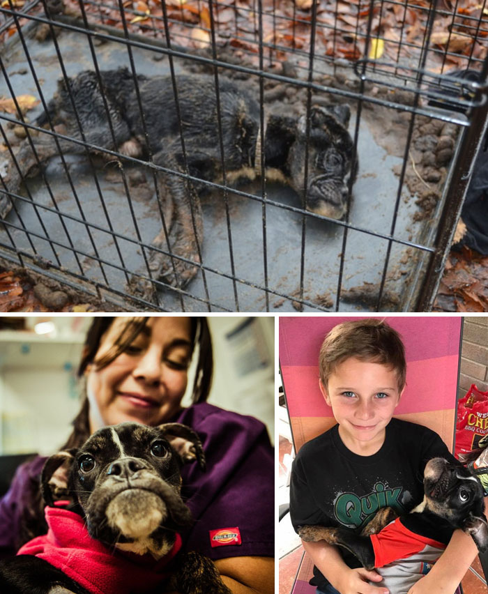 Dying Dog Found Locked Up In A Crate All Covered In Feces Gets Completely Transformed By Love