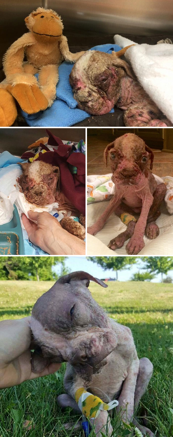Abandoned Puppy Who Was Found So Weak The He Couldn’t Stand, Emaciated, Dehydrated,and His Skin Was So Maggot-Infested He Gave Off A Rotting Smell, Gets Saved By The Good Care Of Pennsylvania Veterinary Hospital