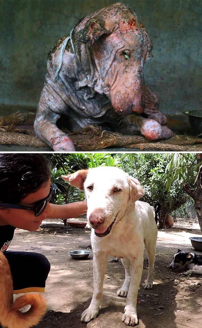 Dying Dog Found On Street, Was Suffering From Mange, And Clearly Had Had No Human Contact In A Long Time. It Was Completely Transformed In Two Months