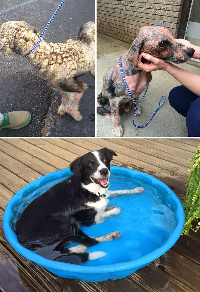 Our Rescued Dog Augustus Full Of Scabby Mange Before And Now
