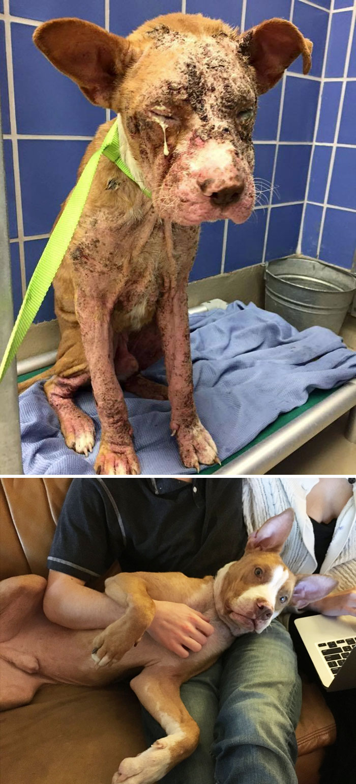 This Is Little Copeland Before And After Rescue