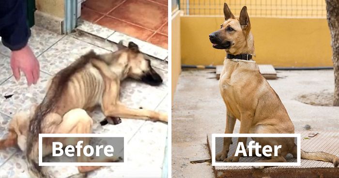 30 Incredible Before & After Rescue Dog Transformations Show What Love Can Do | Bored Panda