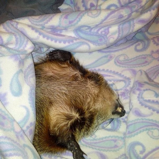 rescued-blind-woodchuck-coco-11