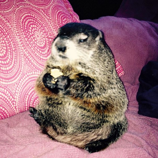 rescued-blind-woodchuck-coco-13