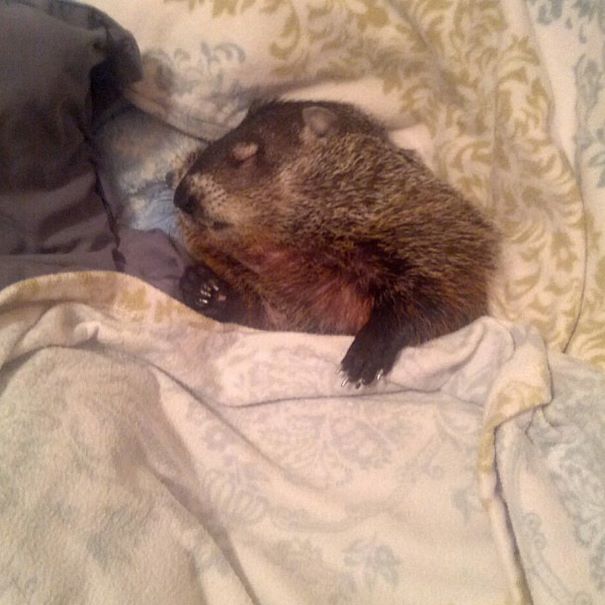 rescued-blind-woodchuck-coco-9